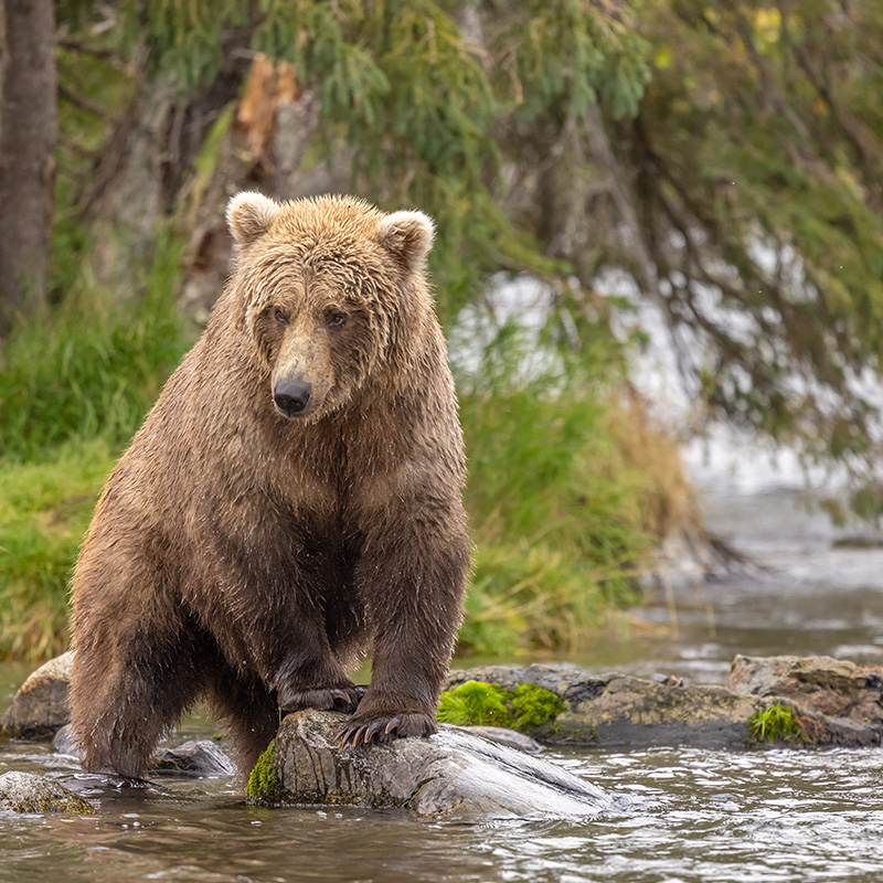 A bear fishing by the Brooks River