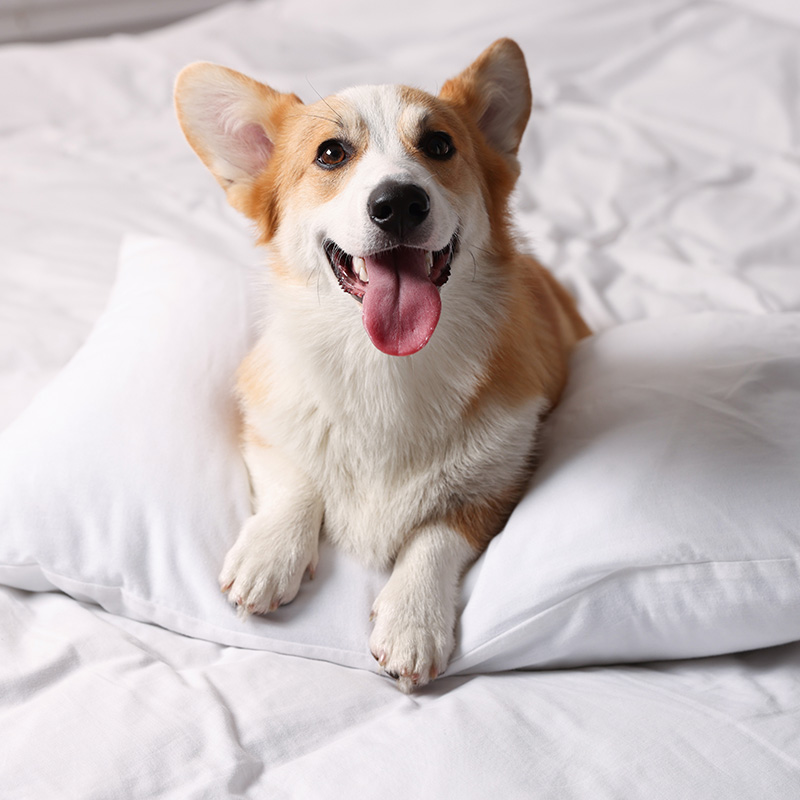 A happy corgi lays in bed.