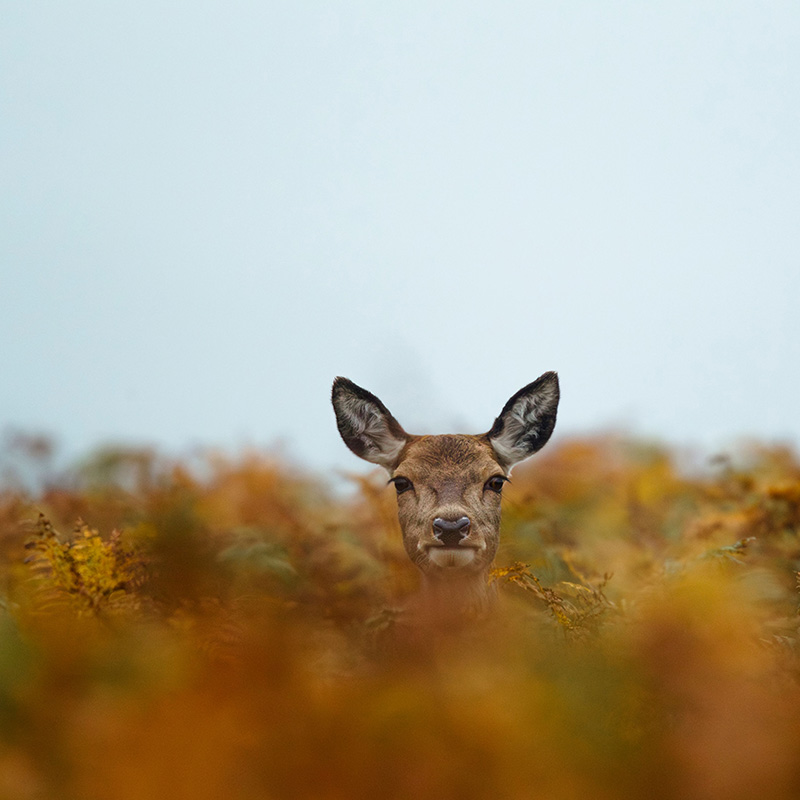 A doe peeks its head out over tall grass.