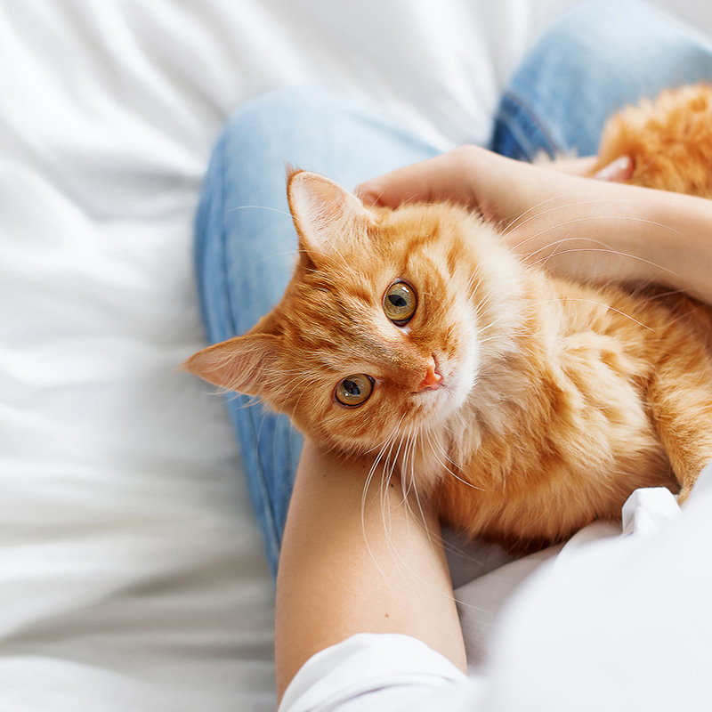 An adorable orange tabby resting on a lap.