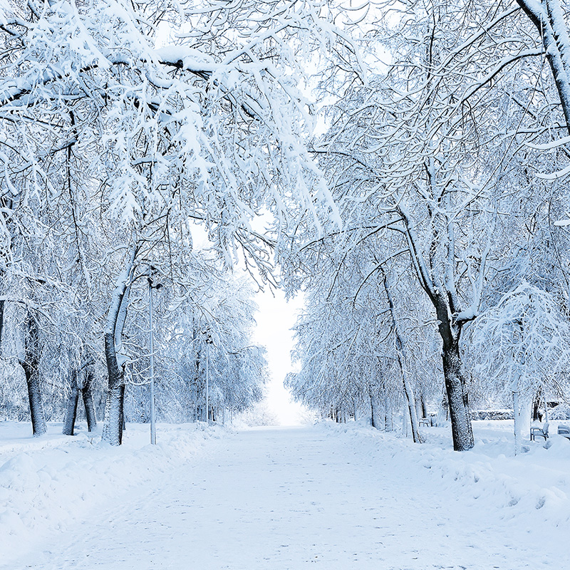 A winter path with trees covered in ice.